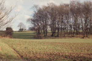 Oak, birch, beech spinney pasture, arable. ORs ridge, East of Tongwynlais Wood. 4 Feb 1972
