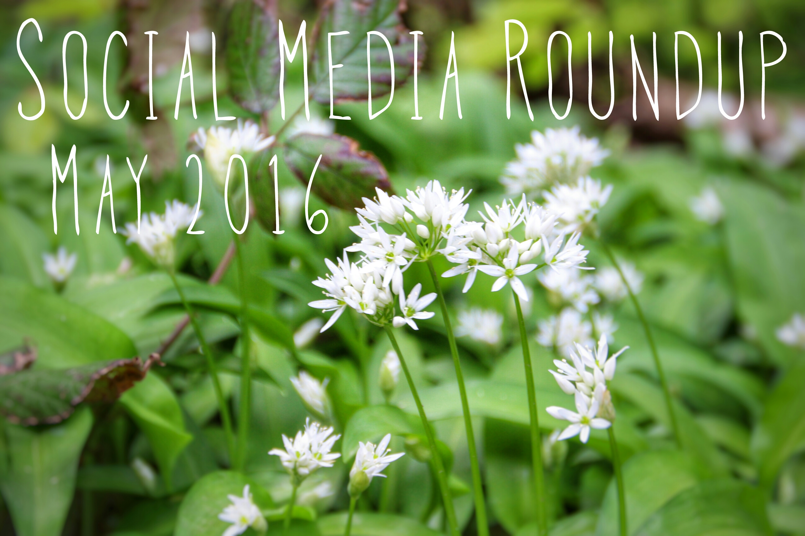 Social Media Roundup May 2016 header
