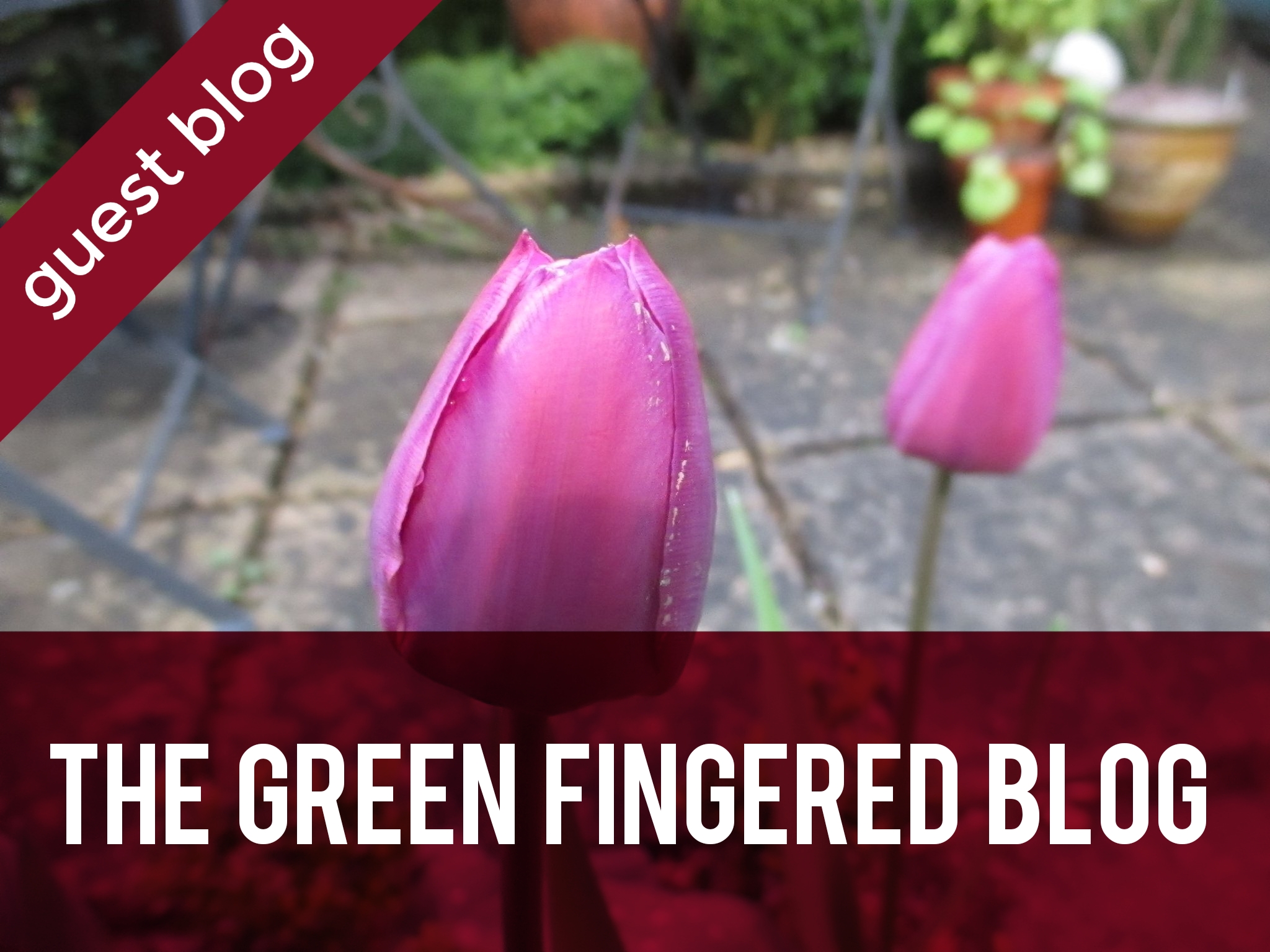 Green Fingered Blog header
