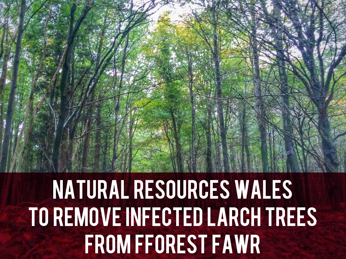 Fforest Fawr larch disease