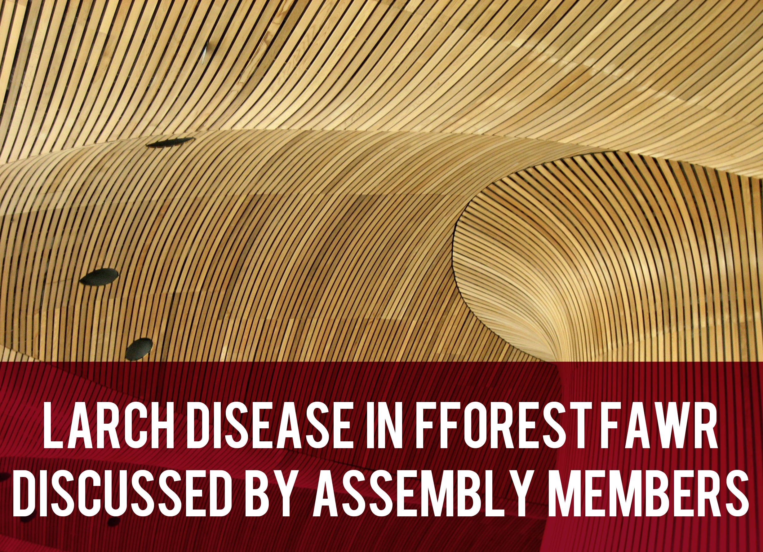 Larch Disease in Fforest Fawr Discussed by Assembly Members header