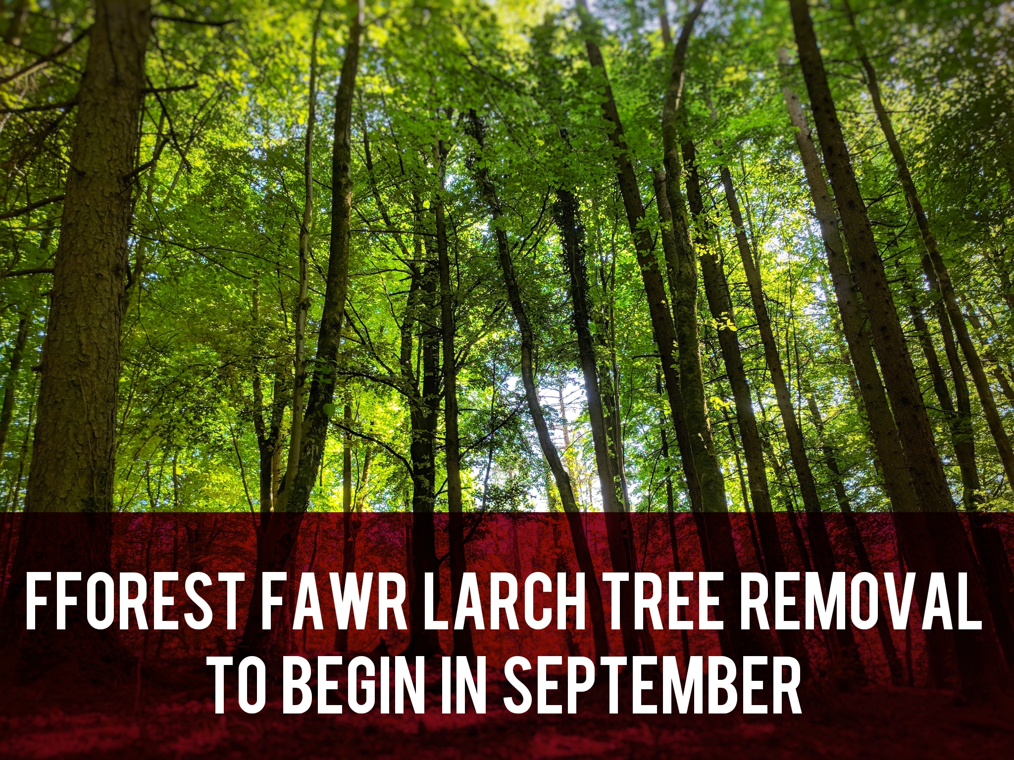 Fforest Fawr Larch Tree Removal header
