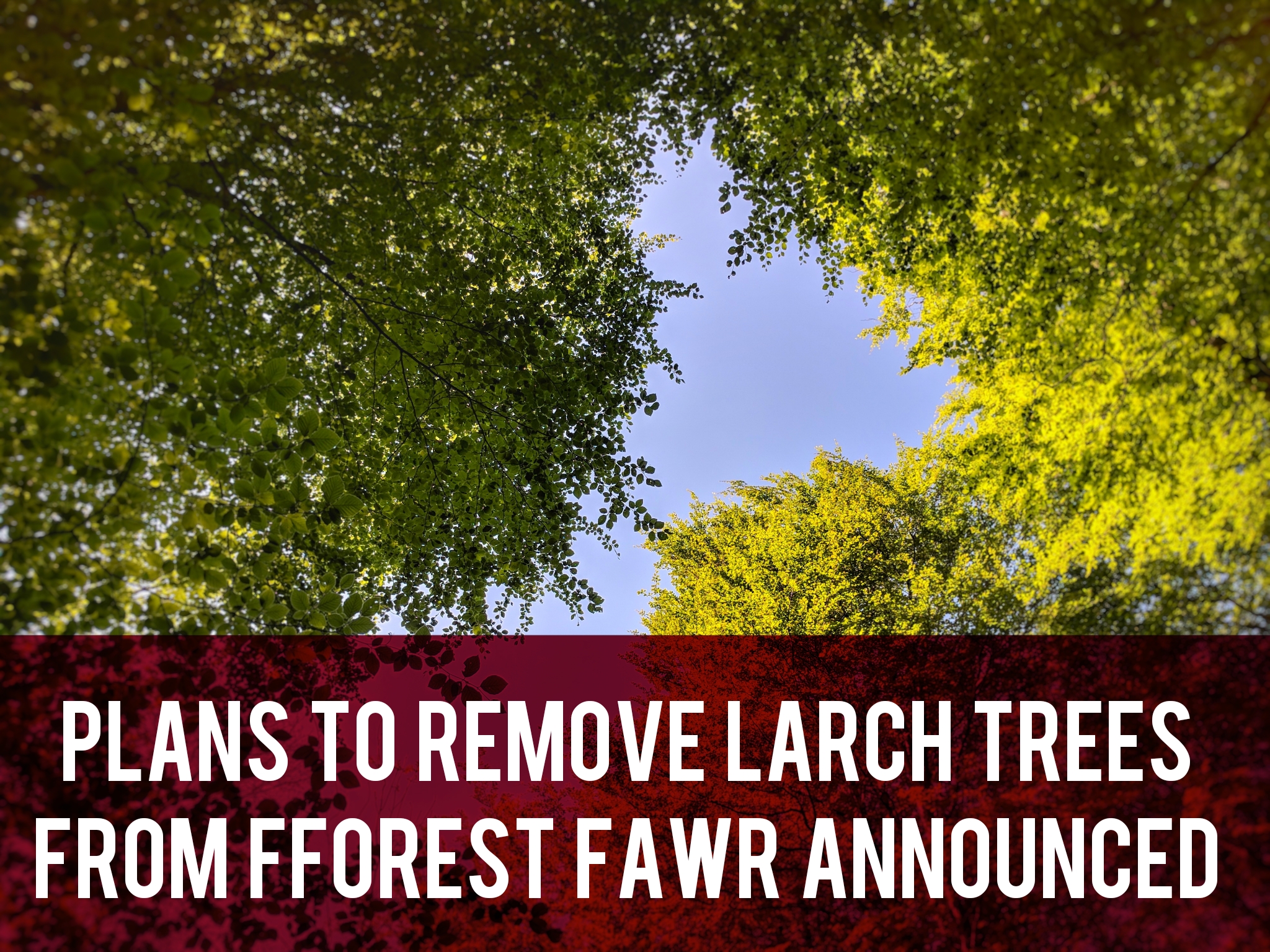 Plans to remove larch trees header