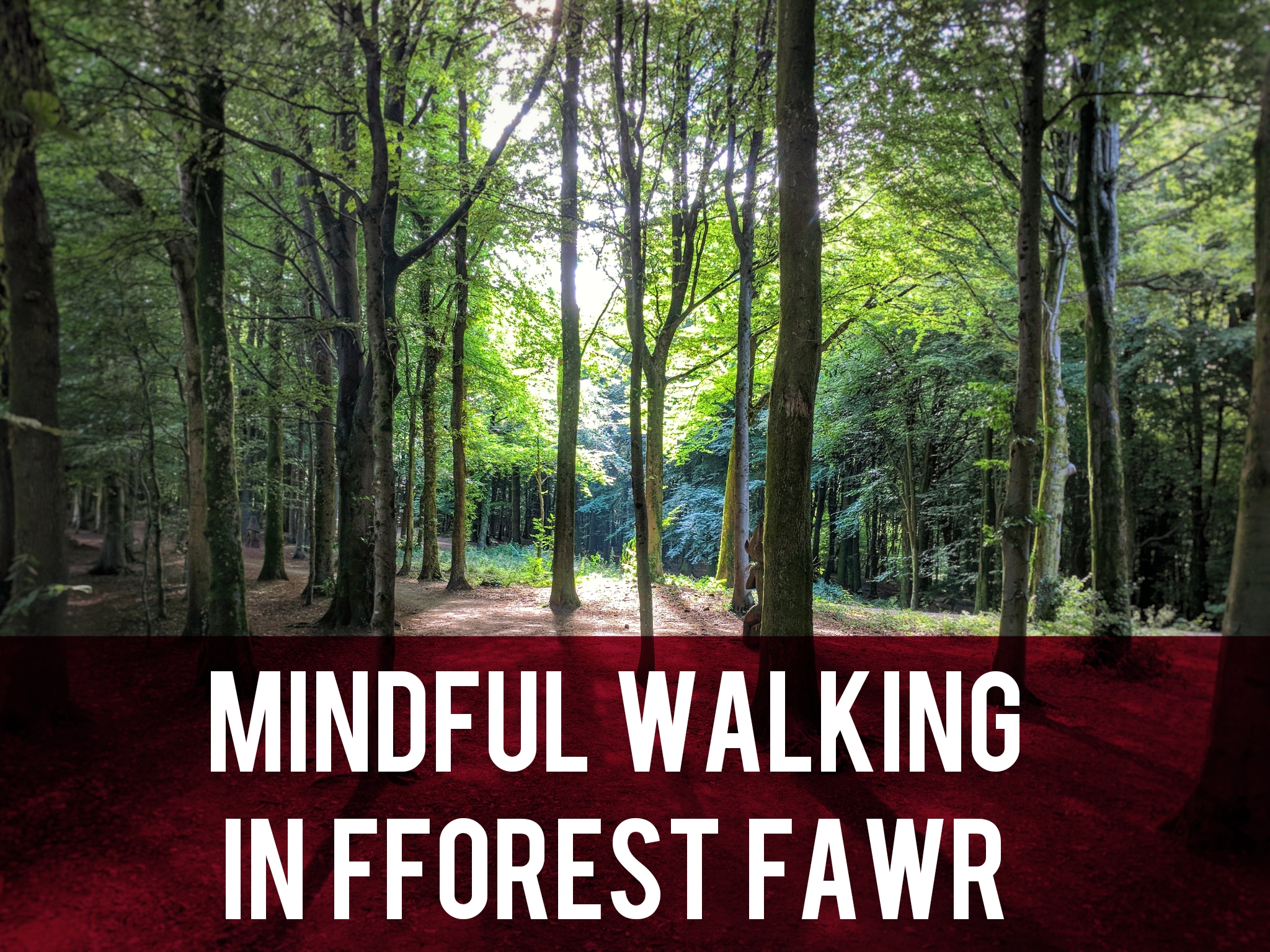 Mindful walking in Fforest Fawr header