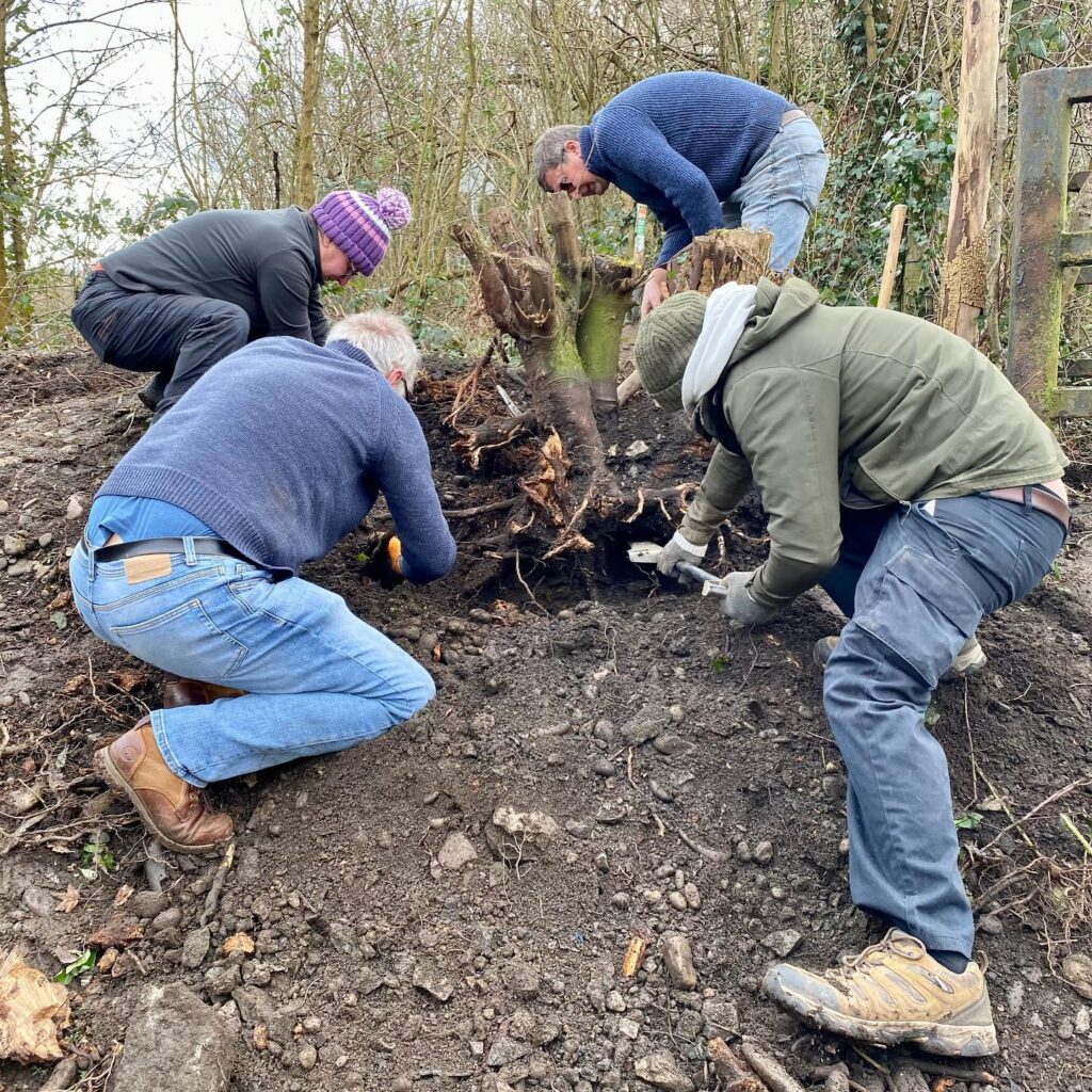 Four people digging out a tree stump